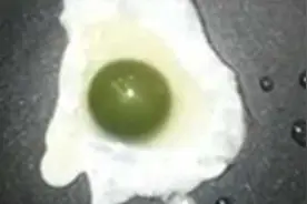 神奇！印度母鸡竟产绿色蛋黄 6小鸡破壳而出 长大也生“绿蛋”图片