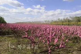 东北最大｜冰城“桃花源”8万平方米花海绽放！免费看，但别扎堆儿图片