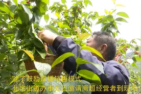 110秒 | 青岛崂山42万株樱桃成熟待客来 线上线下助销售视频封面