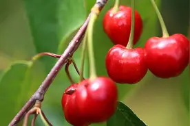 80秒丨济南万亩樱桃熟了 电商平台助力樱桃销售视频封面