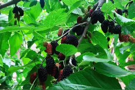 京郊古桑园里桑椹熟了 疫情期间推“云游”图片