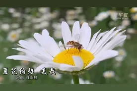 河南濮阳县：夏花绚烂 美哉视频封面