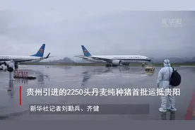 贵州引进的2250头丹麦纯种猪首批运抵贵阳视频封面