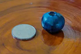 萧山义桥蓝莓采摘季已到，做蓝莓果酱有啥讲究，来围观一下吧图片