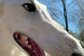 小狗长31厘米的巨长鼻子 走红网络拥有10万粉丝图片