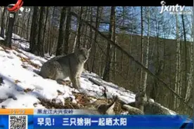 黑龙江大兴安岭：罕见！ 三只猞猁一起晒太阳