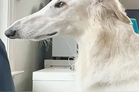 狗的鼻子居然能长这么长？！！看久了居然还有点帅气……图片