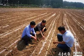 河口区新户镇：“小花生”有“大舞台”，产业升级助力乡村振兴图片