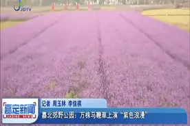 嘉北郊野公园：万株马鞭草上演“紫色浪漫”