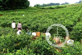 摘蓝莓、玩烧烤、邂逅呆萌大黄鸭……下了游轮到乡村这样耍图片