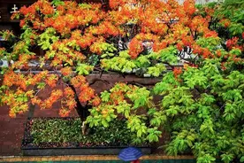 凤凰花准时来“报到”，一大波美图奉上~图片