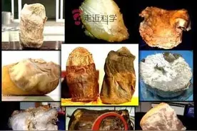 知道“太岁”、“肉灵芝”真相的我，终于离科学近了一步图片