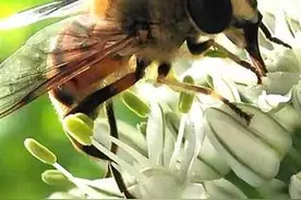 蜜蜂采花忙不停，为谁辛苦为谁甜图片