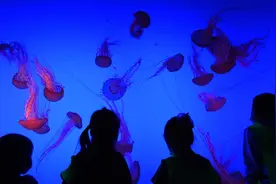 「视频」看大鲨鱼“聚餐”、海底隧道露营伴鱼眠……迎六一，南京海底世界“海洋奇妙夜”亮相图片