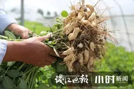 价格堪比杨梅！浙江人很爱吃的这种美食已鲜嫩上市图片