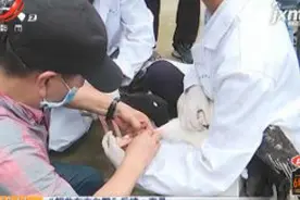 【“解救东方白鹳”后续】南昌：装上追踪器 两周后放归大自然视频封面