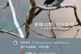 「生物多样性百科」脊椎动物•冠斑犀鸟：离婚？不可能！我们要的是一生一世图片
