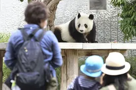 大熊猫“旦旦”旅日20年后要回国，日本游客冒着疫情来告别图片