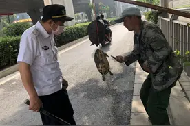 一只400元！郑州街头一男子兜售野生保护动物“中华龟”？图片