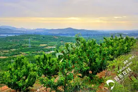 烟台凉地大樱桃熟了！“吃货”们准备好了吗图片