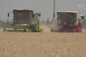 夏收拉开帷幕 风吹麦浪满目金视频封面