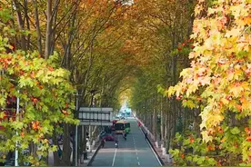 【美文欣赏】梧桐树图片