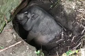 400斤重宠物猪掉进1米深坑里 10个大汉出动才把它抬出来视频封面