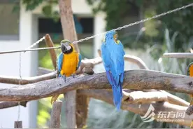 上海241只“罚没动物”今年住进新家 检察官呼吁：没有买卖就没有伤害图片