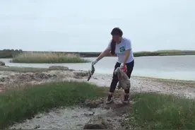 守护草原生态的“小草卫士”图片