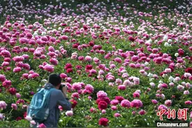 洛阳栾川千亩高山牡丹芍药迎来切花季图片
