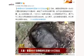 泰国400斤宠物猪掉坑里被10大汉抬出图片