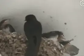 超暖“约定”！小燕子在汽修店筑巢安家，老板这个举动坚持十年图片