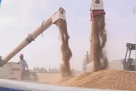 麦浪滚滚收割忙视频封面