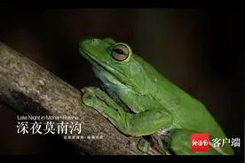 这里是海南 |《秘境寻踪》第五集：深夜莫南沟 夜幕下的雨林图片