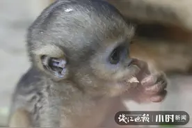 小国宝酷似外星萌娃！杭州野生动物世界金丝猴宝宝引游客围观图片