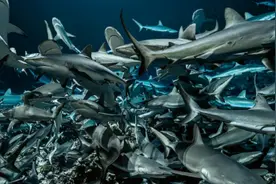 宝珀五十噚倾情呈现《怒海狂鲨》——2020年世界海洋日，与宝珀一起“心系海洋”图片