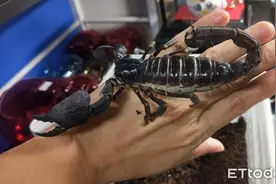 蝎妈背上全是宝宝　用嘴交配还跳舞图片