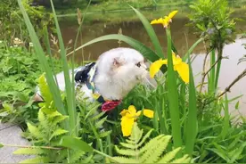 原来养“它”犯法！图片