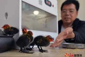 唐山迁安：野生鸟蛋成功“孵出”国家“三有”保护动物图片