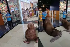 正佳回应商场“遛”海象：致歉并将杜绝，海象无牙是因患病拔除图片