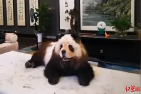 探访“狗狗染熊猫”服务：费用上千元，医生不建议给宠物染色图片