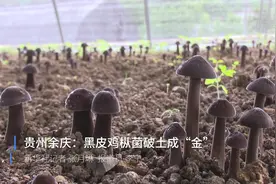贵州余庆：黑皮鸡枞菌破土成“金”视频封面