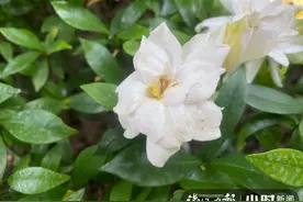 栀子花上的小黑虫是什么，有人研究这个拿下世界第一图片