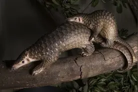 终于！穿山甲除名图片