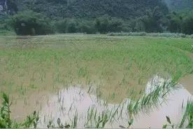 专家支招！受洪灾的水稻、玉米、蔬菜、中药材……及时补救可减损图片