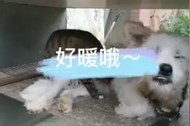 狗妈妈给小猫喂奶 还会拽兔子回笼 网友直呼“太暖了”图片