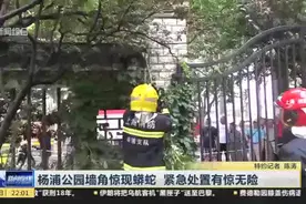 杨浦公园墙角惊现蟒蛇  紧急处置有惊无险视频封面