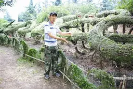 三门峡市涧河公园月季园现90米长“双龙戏珠”图片