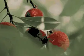 杨梅还能这么吃？担心有虫怎么洗？哪些吃货要“限量”？了解这几点，一起放心养生吃杨梅！图片