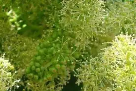 葡萄为什么不挂果图片